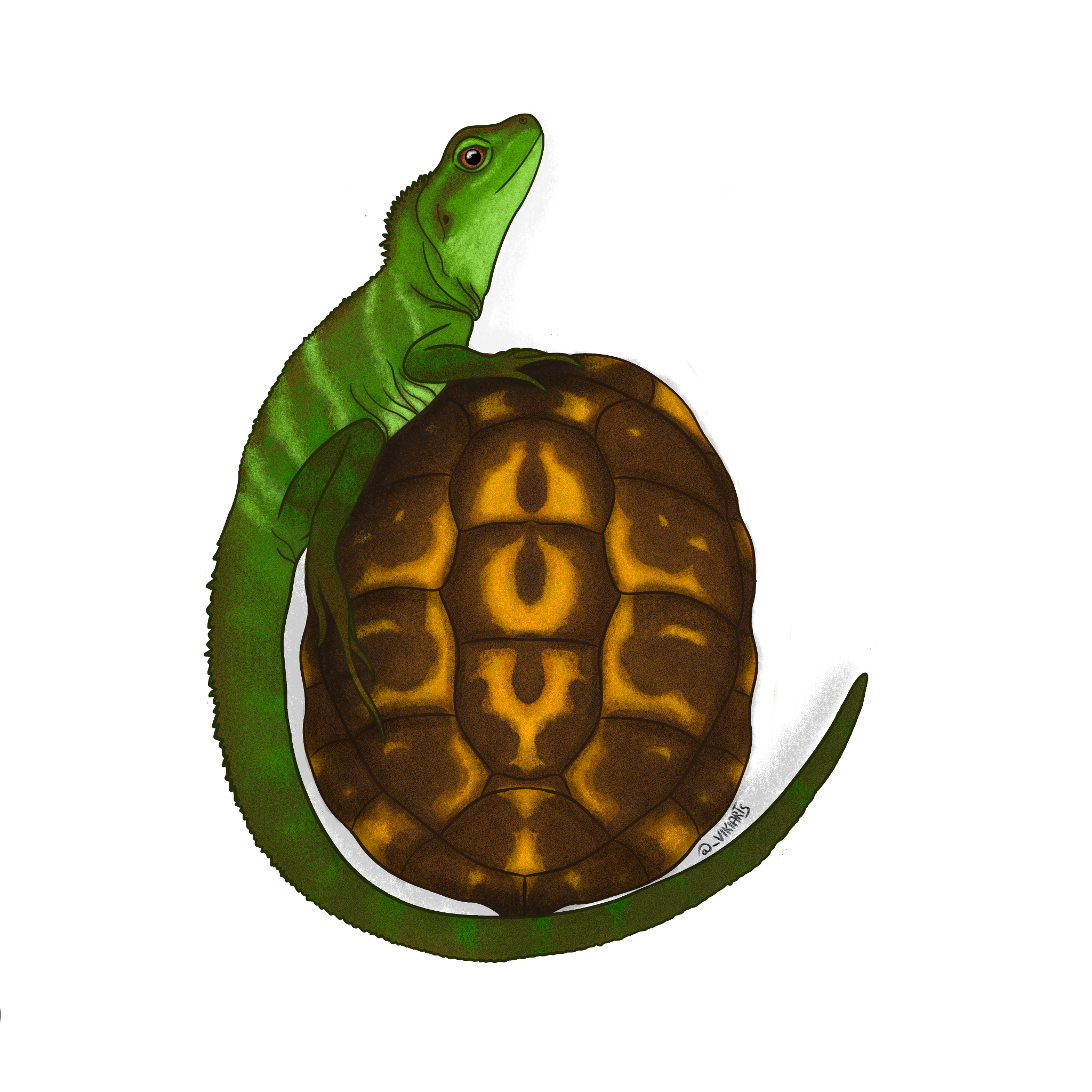 Tortizard
